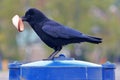Crow with a whole slice of brown bread in its beak