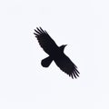 Crow With Wings Spread In Silhouette