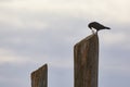 Crow on wooden pole Royalty Free Stock Photo