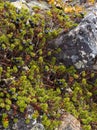 Crowberry shrubs Royalty Free Stock Photo