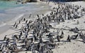 Crowd of African penguins Royalty Free Stock Photo