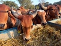 Crowd of beautiful gir cows in ahmedabad, Gujarat, India