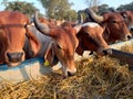 Crowd of beautiful gir cows in ahmedabad, Gujarat, India