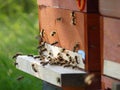 Bees Flying In and Out of the Bee Hive