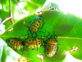 Crowd of beetles on a leaf