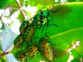 Crowd of beetles on a leaf