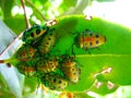 Crowd of beetles on a leaf