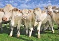 Crowd of calves and cows Royalty Free Stock Photo