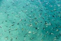 Crowd colorful fishes in the turquoise sea surface