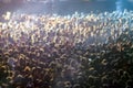Crowd at concert Royalty Free Stock Photo