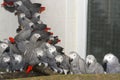 Crowd of confiscated African grey parrots (Psittacus erithacus)