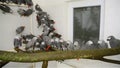 Crowd of confiscated African grey parrots (Psittacus erithacus)