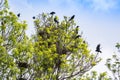 Crowd Crows Nest On Tree In Serbia