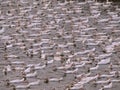 Crowd of Ducks Royalty Free Stock Photo