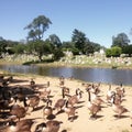 Crowd of Ducks Royalty Free Stock Photo