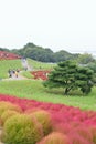 Crowd enjoying Autumn Landscape at Hitachi Seaside Park, Japan