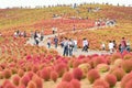 Crowd enjoying Autumn Landscape at Hitachi Seaside Park, Japan