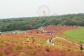 Crowd enjoying Autumn Landscape at Hitachi Seaside Park, Japan