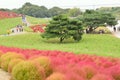 Crowd enjoying Autumn Landscape at Hitachi Seaside Park, Japan