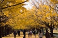 Vibrant Japanese autumn Ginkgo leaves Landscape at Tokyo