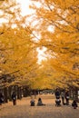 Vibrant Japanese autumn Ginkgo leaves Landscape at Tokyo