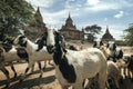 Crowd of goats in Bagan ancient town