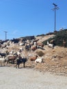 Crowd of goats next to a Road in Ios