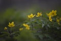 A crowd of golden anemones