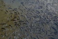 A crowd of hungry fish open their mouths