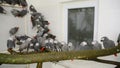 Crowd of confiscated African grey parrots Psittacus erithacus