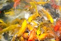 Crowd of Koi fish in pond,colorful natural background,Koi is symbolize good luck and fortune Royalty Free Stock Photo