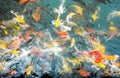 Crowd of Koi fish in pond,colorful natural background,Koi is symbolize good luck and fortune Royalty Free Stock Photo