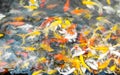 Crowd of Koi fish in pond,colorful natural background,Koi is symbolize good luck and fortune Royalty Free Stock Photo