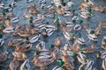 The mallard ducks feeding on the open water in winter. Yekaterinburg. Russia Royalty Free Stock Photo