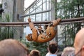 Crowd observing a mechanical sloth climbing the tree branch at the steampunk park