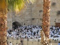 A crowd of people praying to God at the wailing wall of Jerusalem with two palms trees on the front Royalty Free Stock Photo