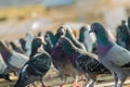 Crowd of pigeon on the walking street in Bangkok, Thailand. Blurred group of pigeons fight over for food, many struggle pigeons ne