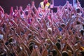Crowd at rock concert Royalty Free Stock Photo