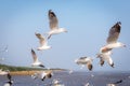 Crowd of Seagull Bird is Flying on The Sky at Evening. Animal and Wildlife Royalty Free Stock Photo