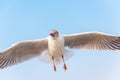 Crowd of Seagull Bird is Flying on The Sky at Evening. Animal and Wildlife Royalty Free Stock Photo