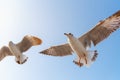 Crowd of Seagull Bird is Flying on The Sky at Evening. Animal and Wildlife Royalty Free Stock Photo