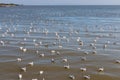 Crowd of seagull floating in the sea