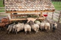 Crowd of sheep, along with goats, eating at a trough, in crowd, together, in a field in the Serbian countryside, known for the Royalty Free Stock Photo