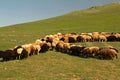 crowd of Sheeps Royalty Free Stock Photo