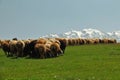 crowd of Sheeps Royalty Free Stock Photo