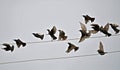 A crowd of starlings perch on the electric wire Royalty Free Stock Photo