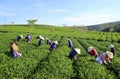 Crowd Vietnamese farmer tea picker on plantation