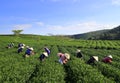 Crowd Vietnamese farmer tea picker on plantation