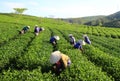 Crowd Vietnamese farmer tea picker on plantation