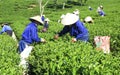 Crowd Vietnamese farmer tea picker on plantation